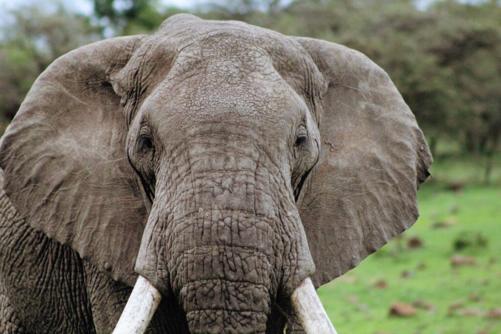 Eye to eye with 30 years old elephant