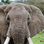 Eye to eye with 30 years old elephant