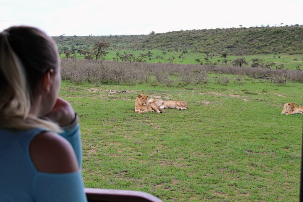 Lion family in Naboisho Kenya.