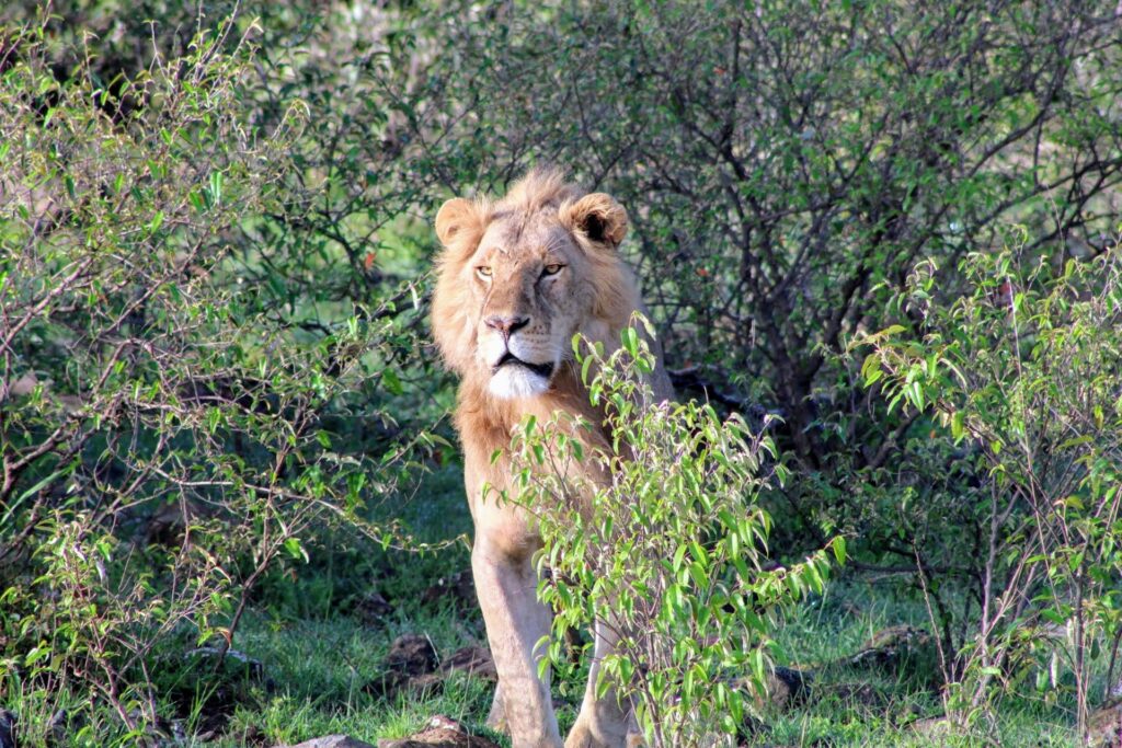 Lion Naboisho Kenya