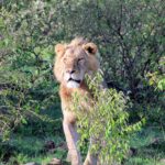 Lion Naboisho Kenya