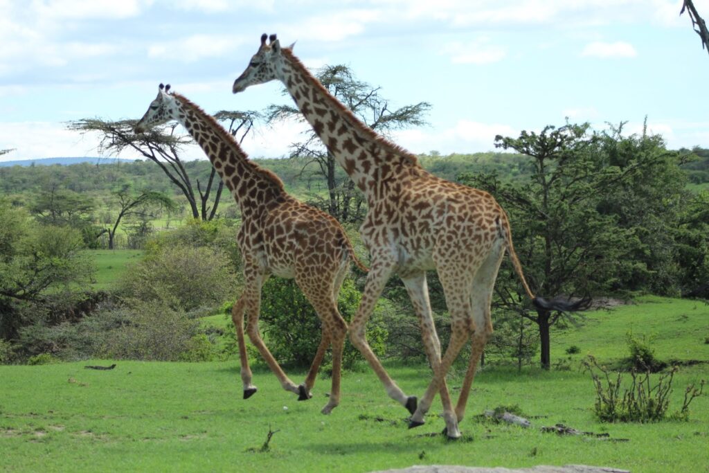 Run giraffe run