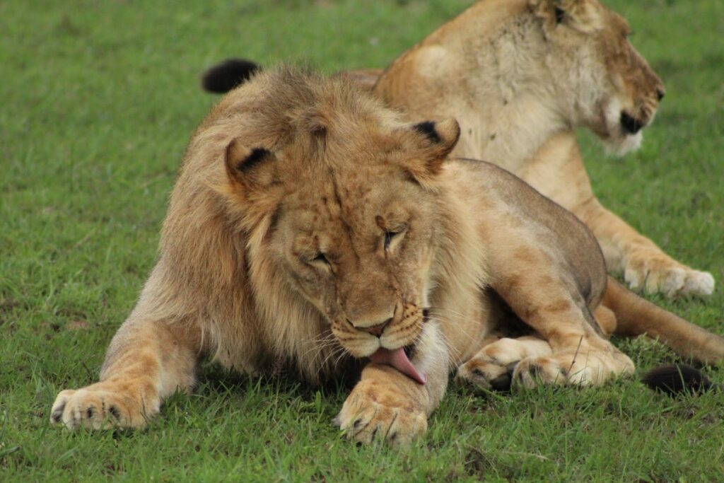 Cute lion Naboisho Kenya